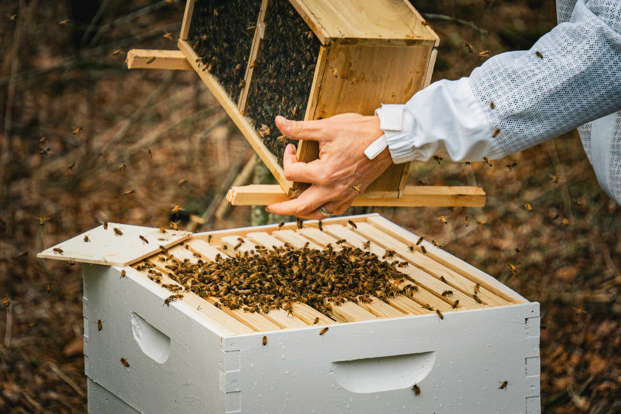 Beekeeping close up